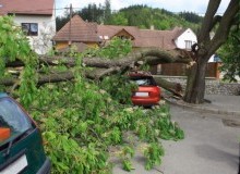Kwikfynd Tree Cutting Services
cessnockwest